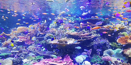 サンゴと魚たち