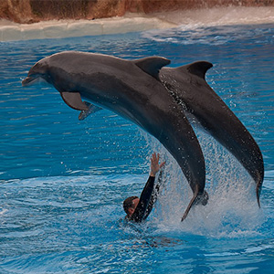 ショーでイルカがボールをトス