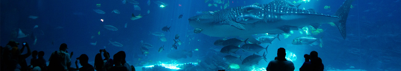 水族館の水槽に泳ぐ魚たち